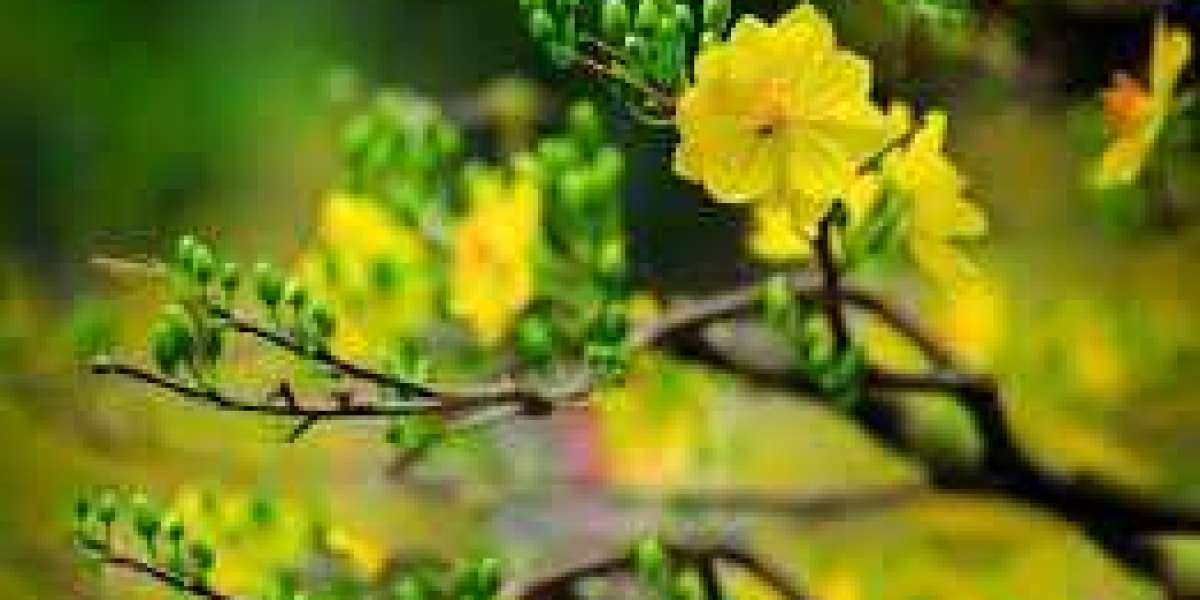 Hoa mai Xanh - Đặc điểm, Cách trồng và Chăm sóc để Hoa Nở Nhanh